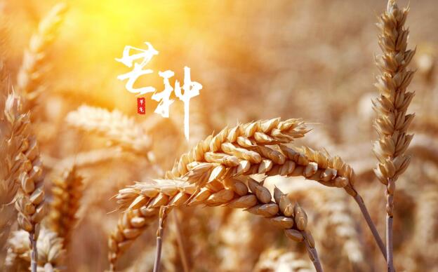 芒種節(jié)氣.jpg